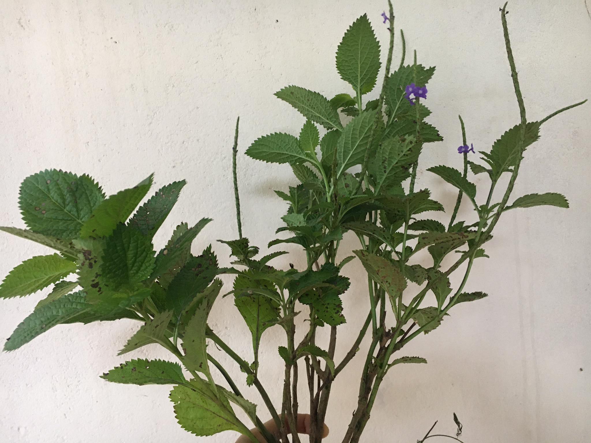 CHUẨN Cây giống Đuôi Chuột
