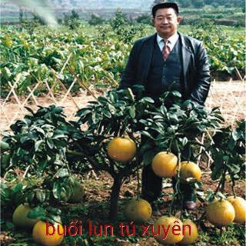 Bưởi lùn Tứ Xuyên