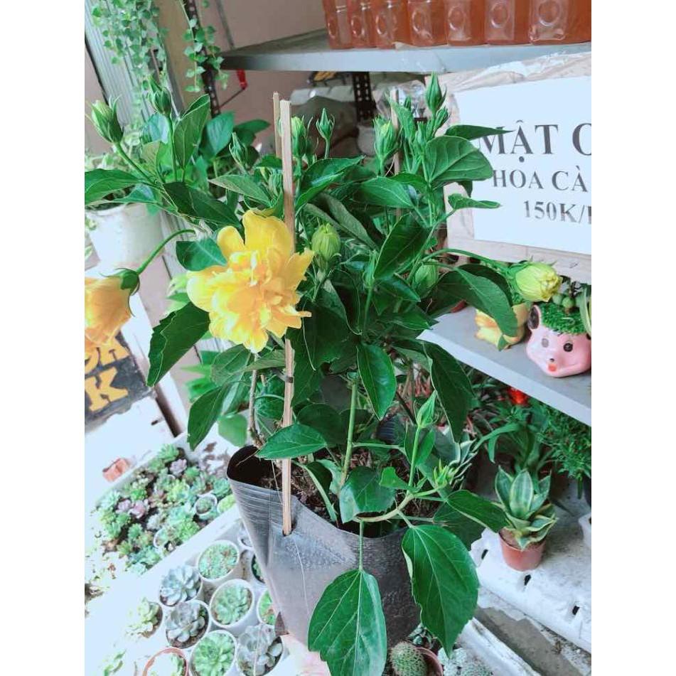 Chậu hoa dâm bụt kép Bán Chạy