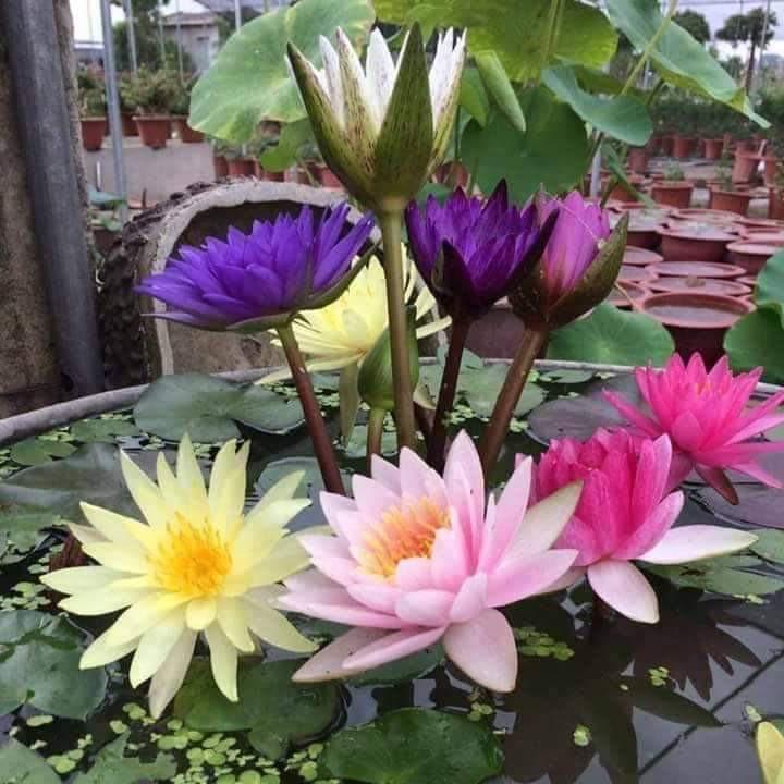 2 cây hoa súng thái lan đủ màu