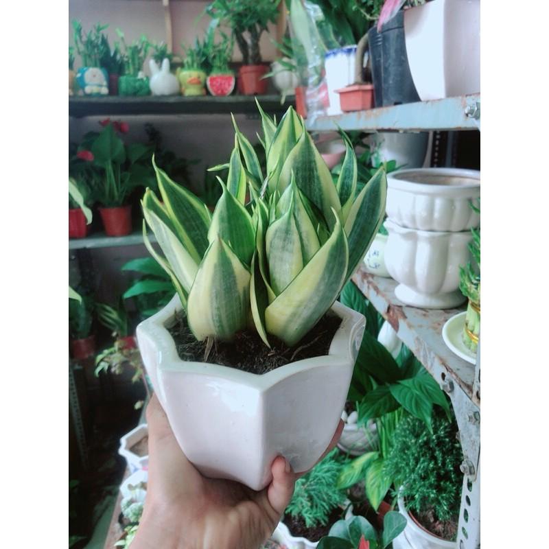 Chậu Lưỡi Hổ Thái Vàng