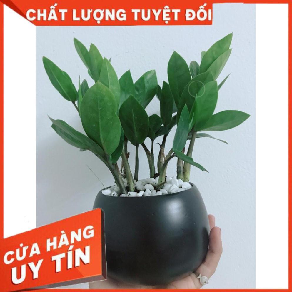 Chậu kim tiền thái Nhiều Người Mua