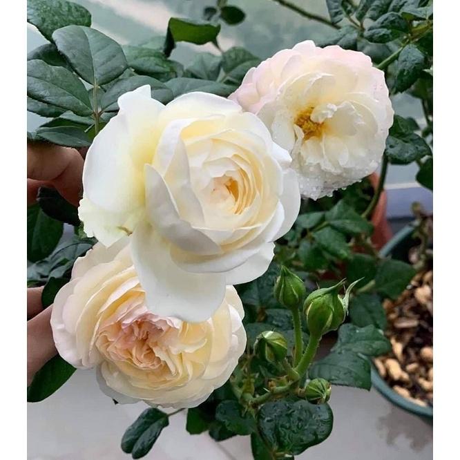 Hoa hồng ngoại Keria Rose đẹp lung linh