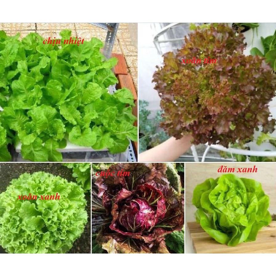 Combo 5 gói rau xà lách các loại dễ trồng f1-gói 0,5 gram– Tặng 1 phân bón lót