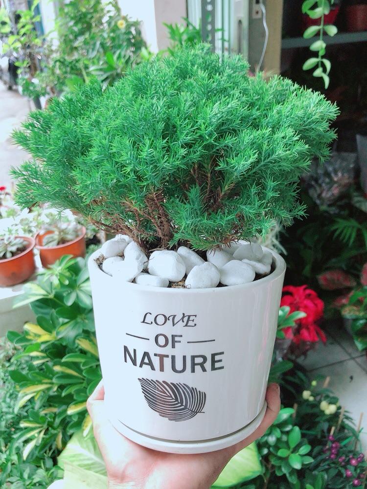 Chậu Cây Tùng Bồng Lai