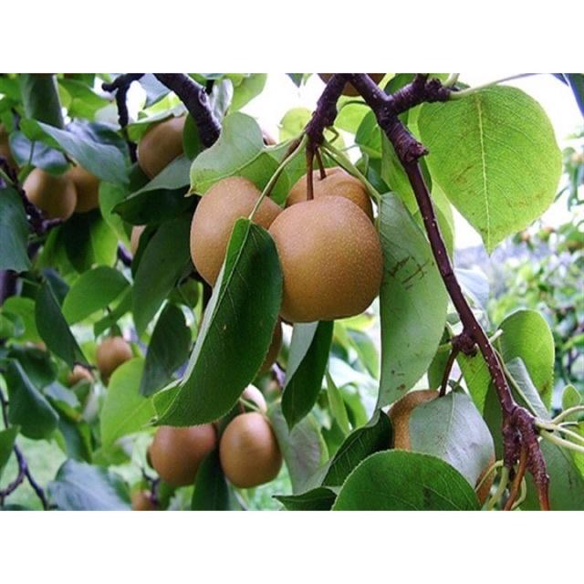 Cây giống lê nâu cho quả vỏ mỏng ăn giòn, ngọt, thơm, nhiều nước