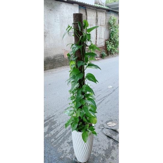 Chậu Trầu Bà Leo