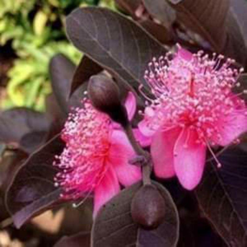 Cây giống ổi tím