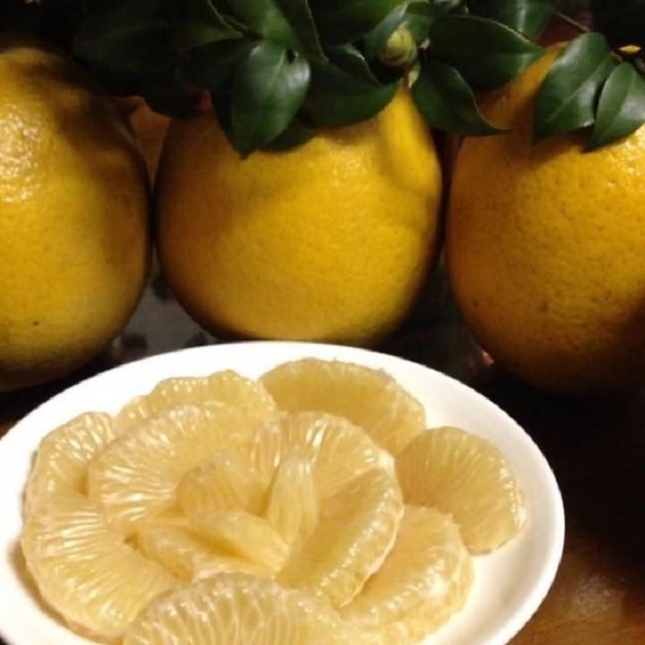 CÂY GIỐNG BƯỞI DIỄN CHUẨN