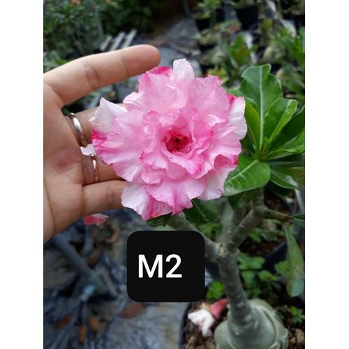 CÂY HOA SỨ THÁI CÁNH KÉP " HỒNG TRẮNG M2 " - BẢO HÀNH MẶT HOA KÉP Y ẢNH - HOASUDA001100