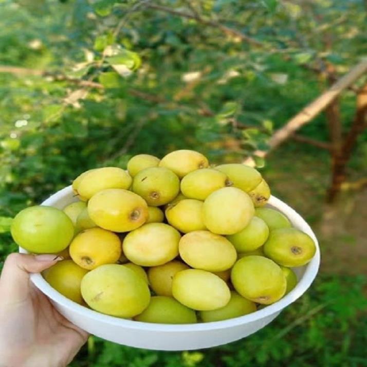 Cây giống Táo Đào Vàng cây giống chuẩn hàng F1 sai quả, năng suất cao