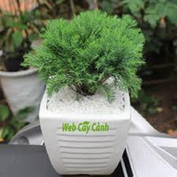 CÂY TÙNG BỒNG LAI SIÊU ĐẸP