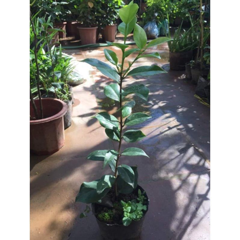 Cây giống hoa trà my cao 40cm