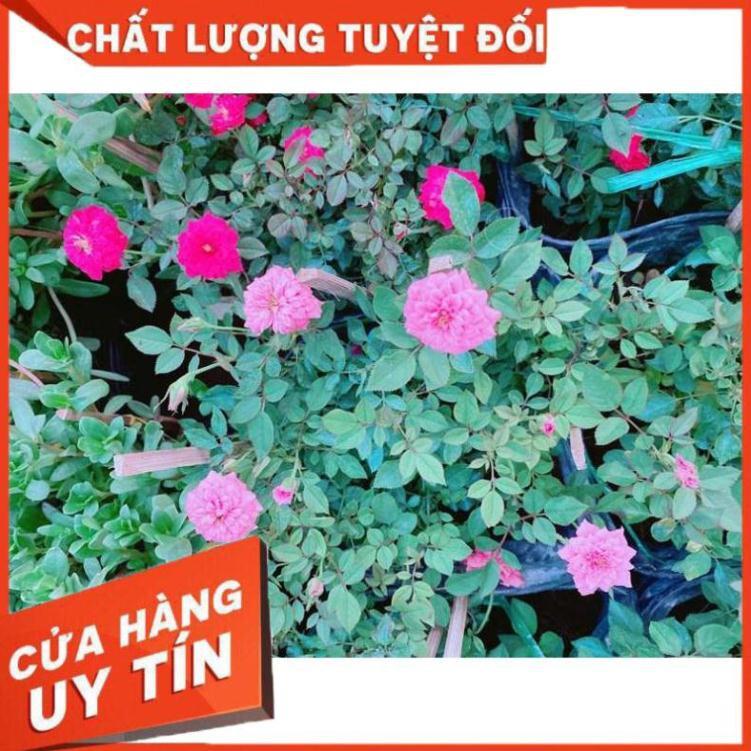 Bụi Hoa hồng Nhiều Người Mua