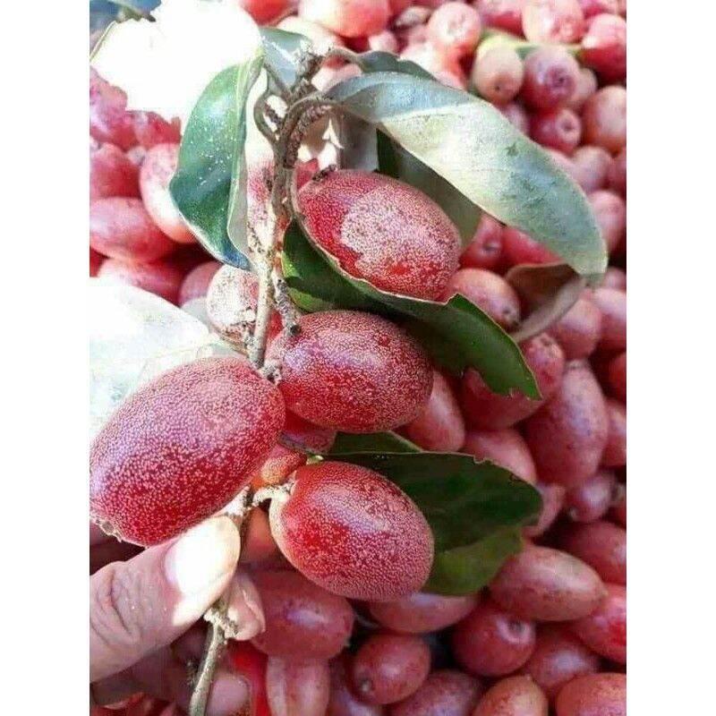 CÂY GIỐNG NHÓT MỸ SIÊU NGỌT