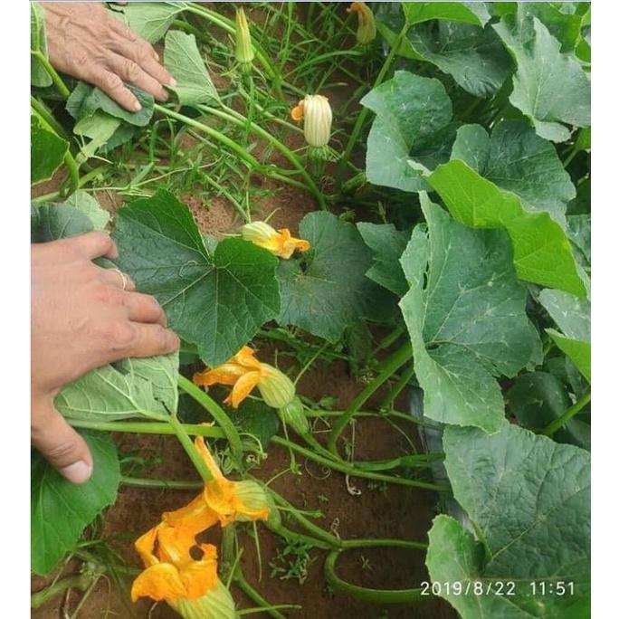 Hạt giống bí siêu nụ CT13 - Gói 10 hạt