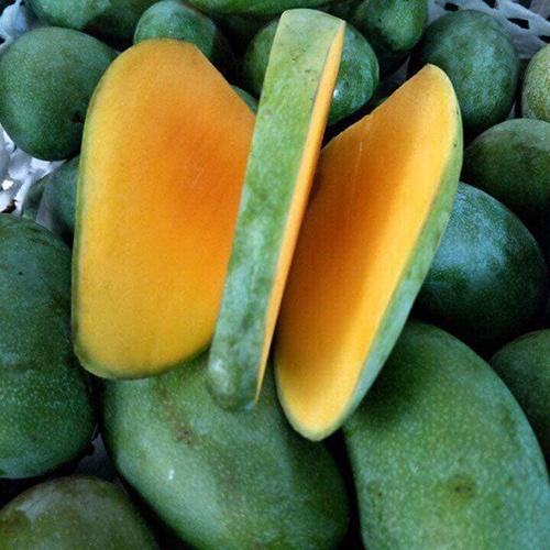 Cây giống Xoài Thái cho trái sớm .