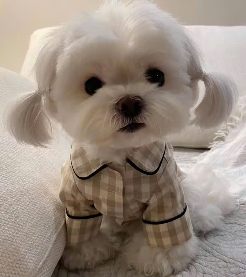 ÁO CARO SANG TRỌNG TỪ 0.2-7KG DÀNH CHO THÚ CƯNG CHÓ MÈO