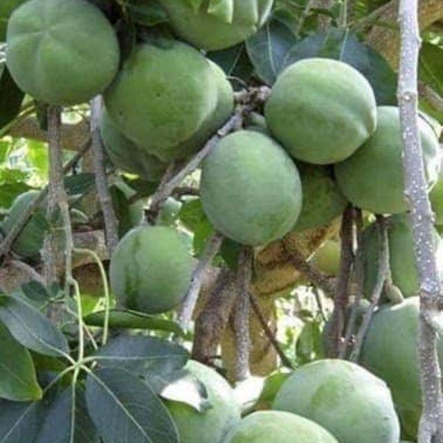 Cây bánh kem giống cao 30 cm cho trái sau 12 tháng.