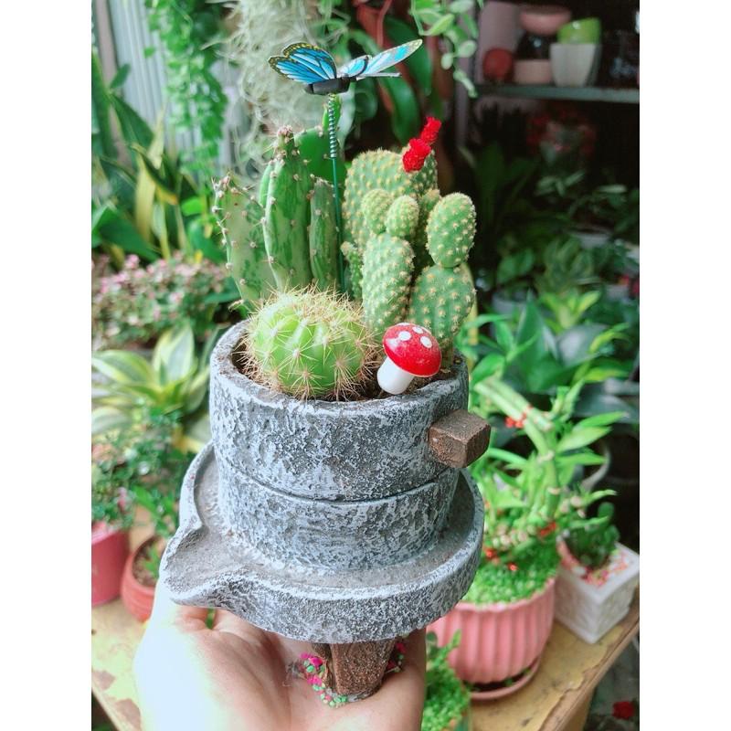Chậu Xương Rồng Tiểu Cảnh