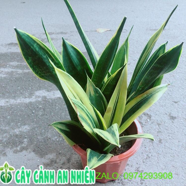Lưỡi Hổ Hoàng Kim