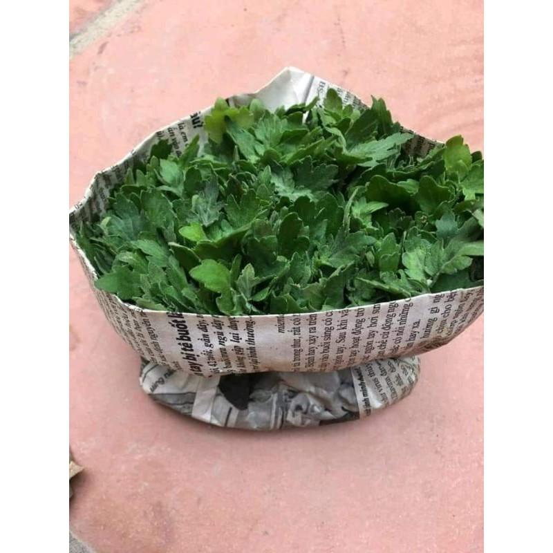 CÂY GIỐNG CÚC HỌA MI