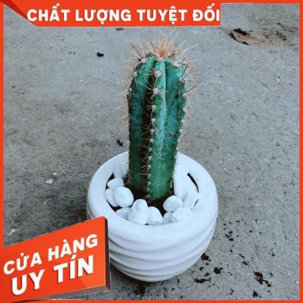 Chậu Xương Rồng Trụ
