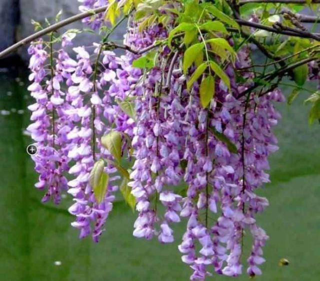 HOA TỬ ĐẰNG