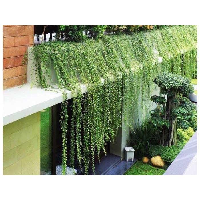 Cây Cúc Tần Ấn Độ LEO - BẦU CÂY GIỐNG