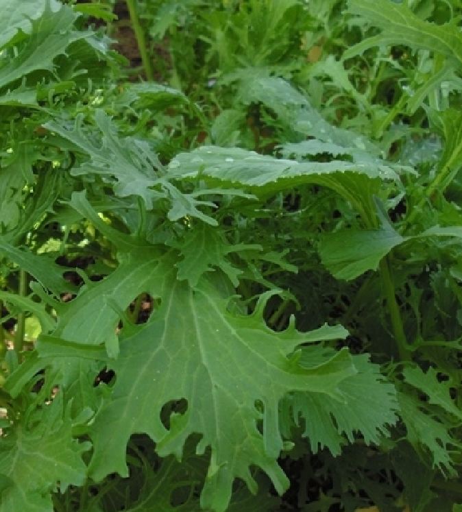 Hạt giống rau cải mèo Hà Giang - gói 100gram