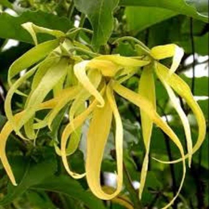 CÂY GIỐNG CÂY NGỌC LAN HOA VÀNG