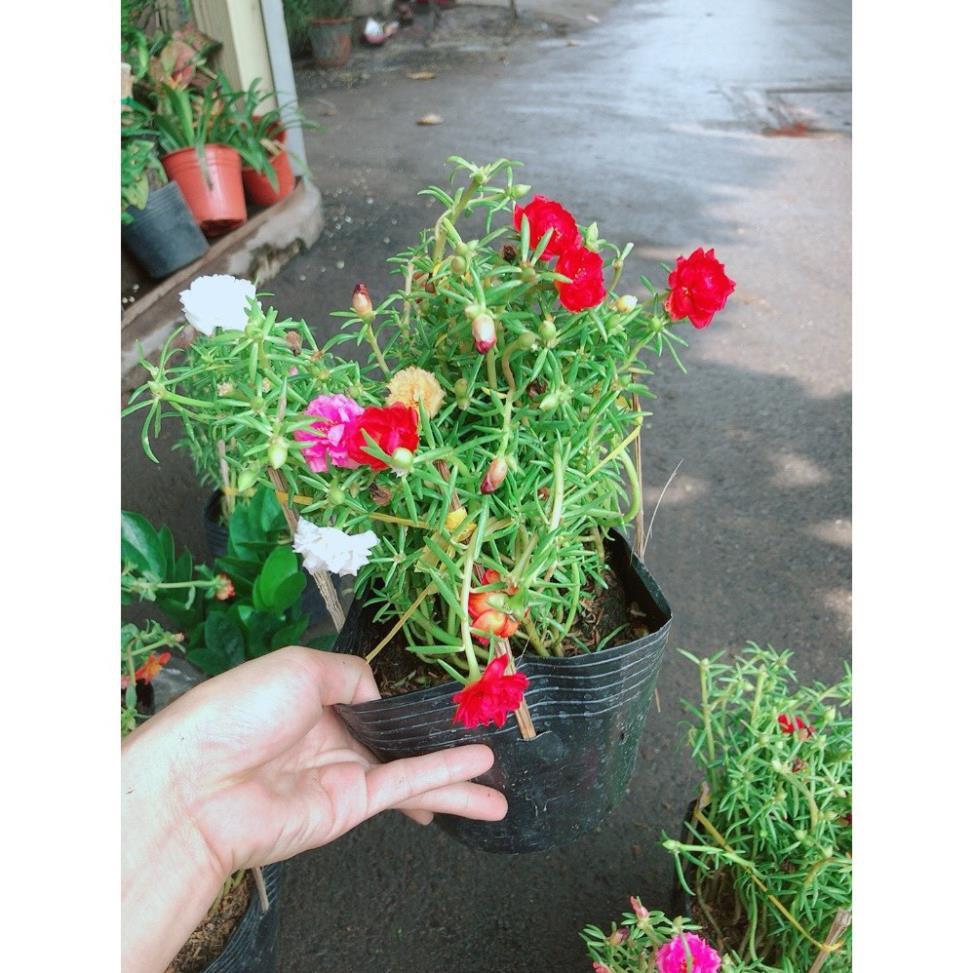 Hoa Mười Giờ Đẹp