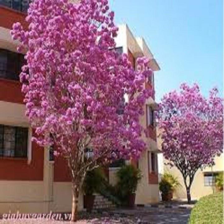 CÂY PHONG LINH TÍM GIỐNG