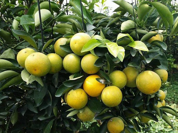 Cây cam xoàn, cây CAM XOÀN ghép, cây giống to khỏe nguyên bầu, năng suất cao, chất lượng tốt, cam kết cây giống