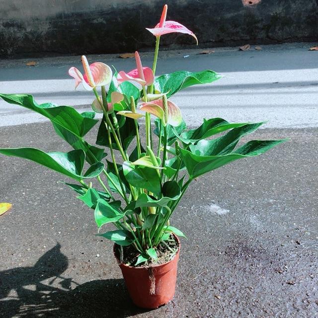 Cây Hồng Môn Size Lớn