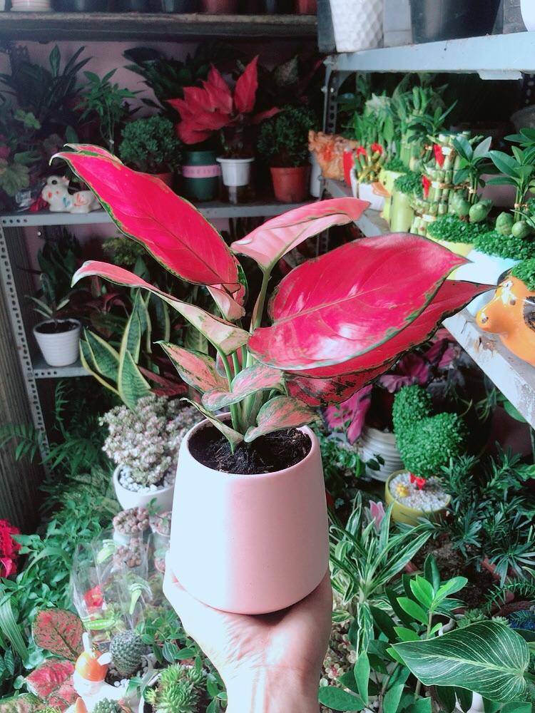 Chậu Cây Vạn Lộc Hồng