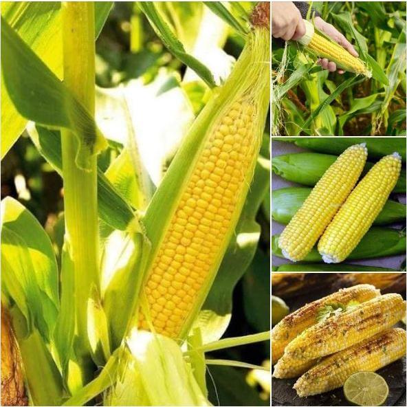 Hạt giống bắp siêu ngọt vàng gói 50gram