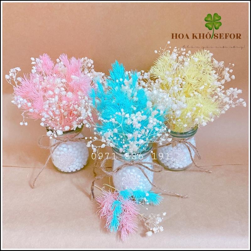 Tùng Nho khô ️ Lọ hoa mini Tùng Nho khô ️ hoa khô trang trí, làm quà tặng, phụ kiện chụp ảnh