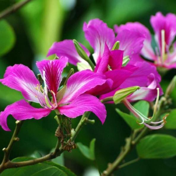 COMBO 10 CÂY GIỐNG HOA BAN TÍM VÀ TRẮNG SIÊU ĐẸP
