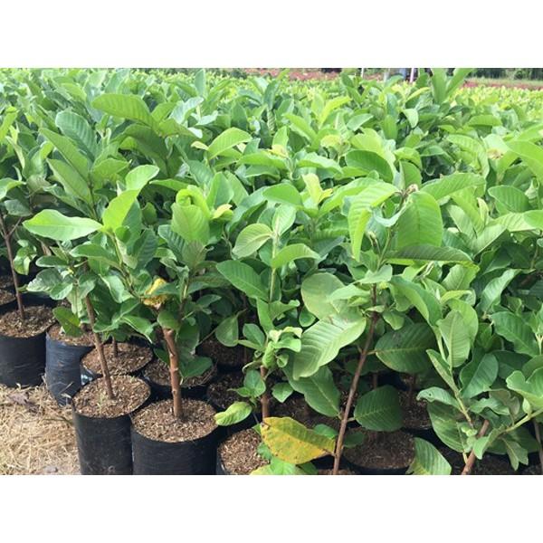 CÂY GIỐNG ỔI TỨ QUÝ