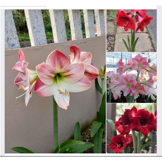 2 củ giống hoa huệ tây -màu chuẩn .mùi thơm nhẹ