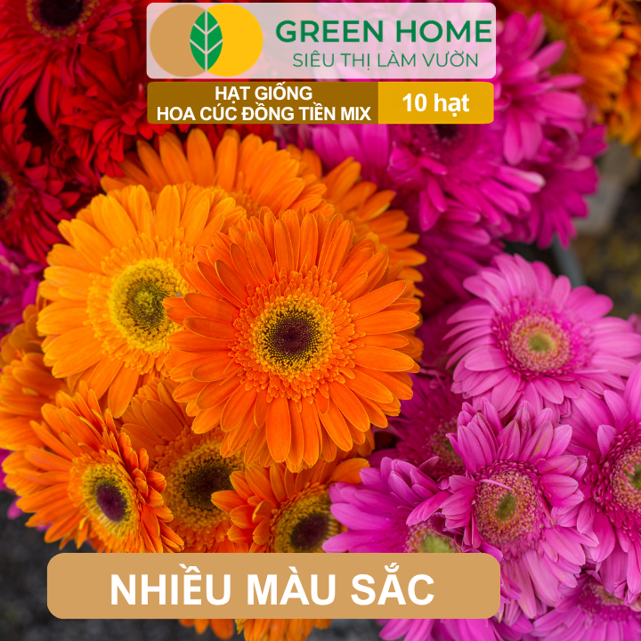 Hạt Giống Hoa Cúc Đồng Tiền Mix GreenHome, Gói 10 hạt, Hoa Nở Rực Rỡ, Dễ Trồng Quanh Năm H17