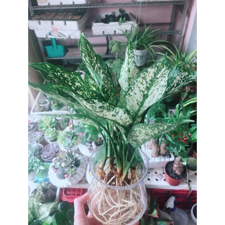 Chậu cây ngọc ngân thủy sinh Bán Chạy