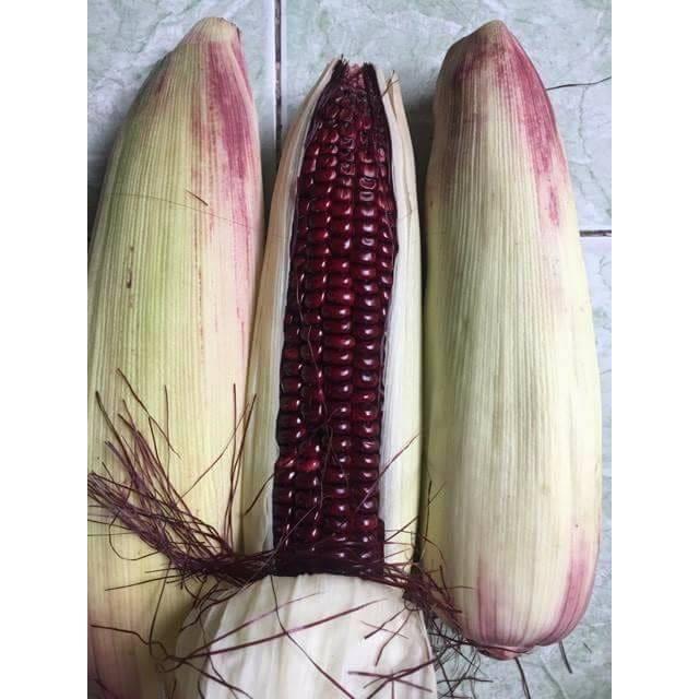 Hạt giống ngô nếp tím Thái Lan _gói 1kg