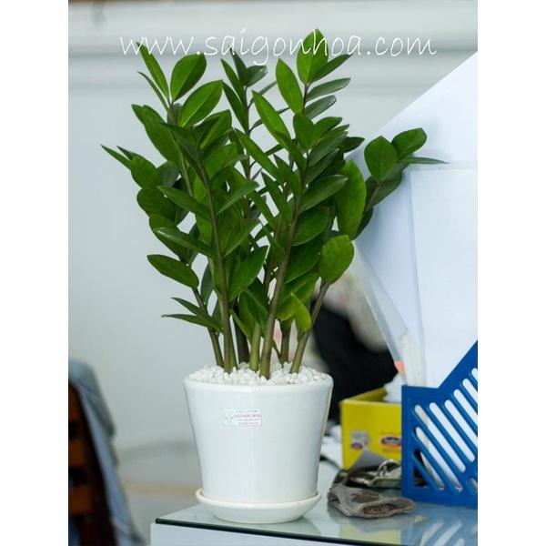 Cây Kim Tiền GỬI ĐI NGUYÊN CHẬU - CCKT