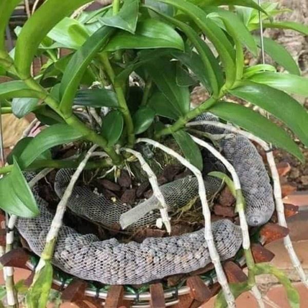 Phân dê đã qua xử lý