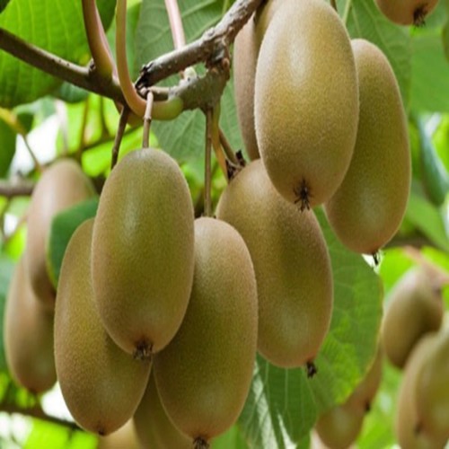 CÂY GIỐNG KIWI