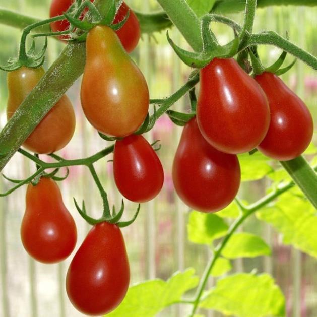 Hạt giống Cà Chua Trái Lê đỏ/ vàng , đóng gói 0,2gr
