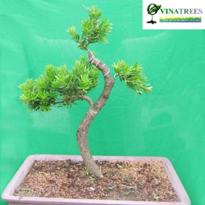 CÂY GIỐNG CÂY VẠN NIÊN TÙNG KIM CƯƠNG BONSAI TRƯỜNG THỌ