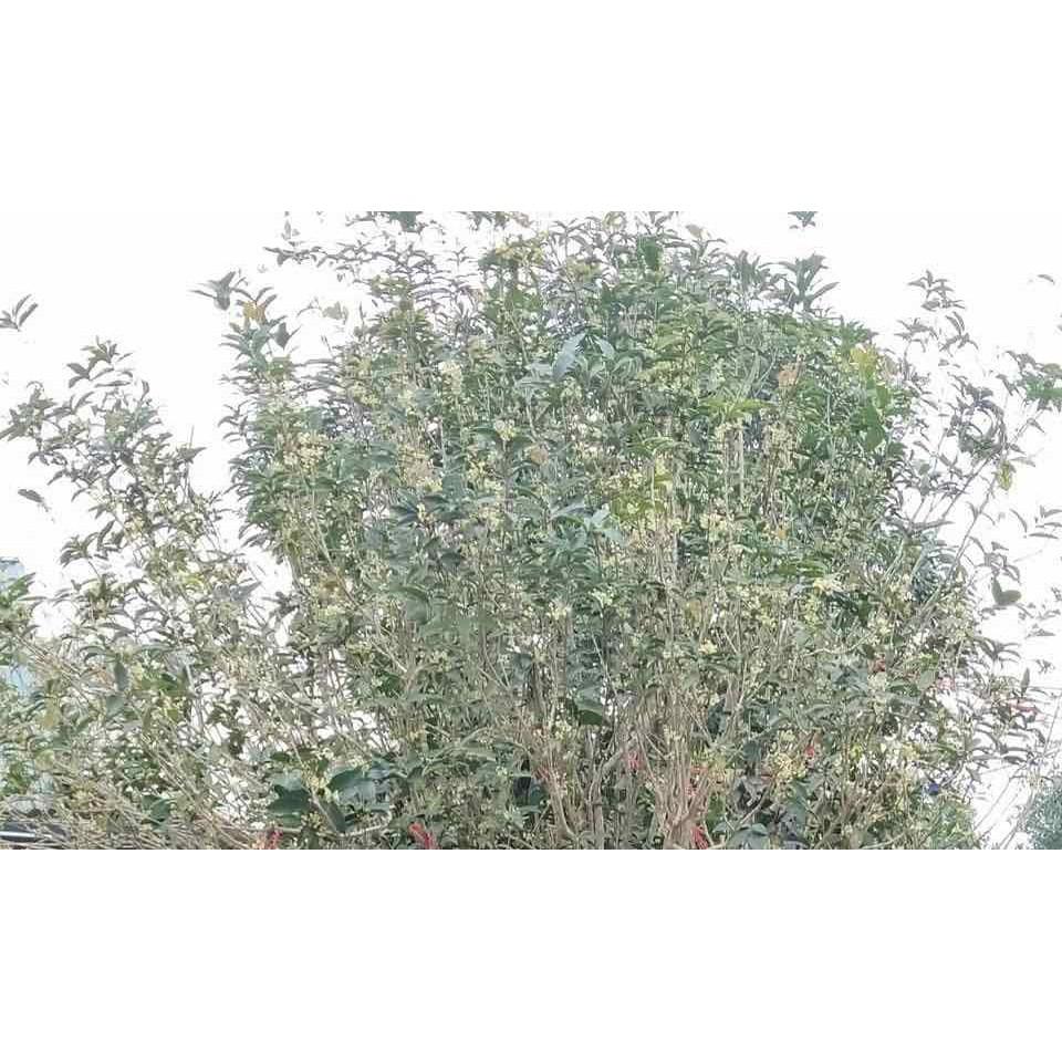 Combo 2 cây mộc hương ta giống